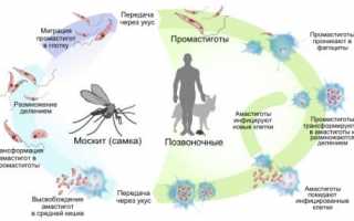 Лейшманиоз у человека симптомы и лечение