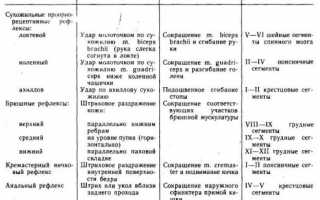 Рефлекс растяжения — Stretch reflex