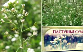 Лечебные свойства пастушьей сумки