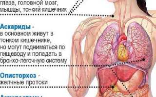 Чем глисты и паразиты опасны для человека