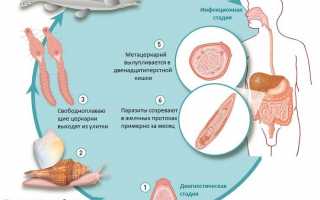 Лечение описторхоза у детей