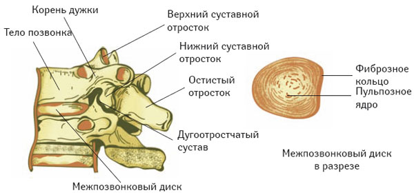 Позвоночно-двигательный сегмент