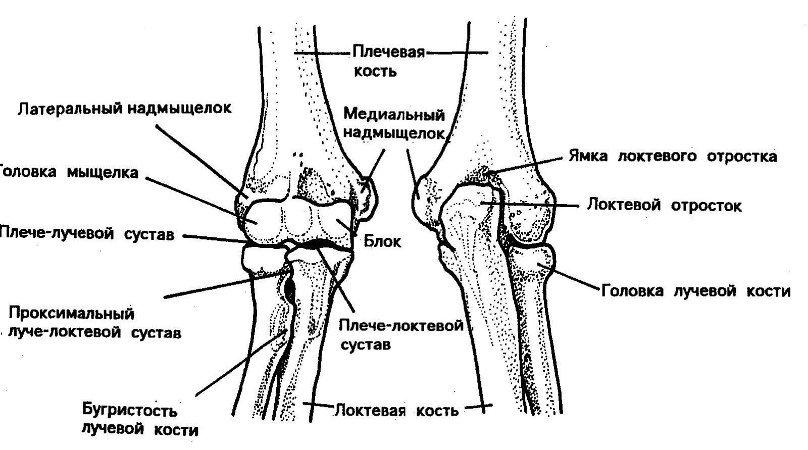 Строение локтевого сустава