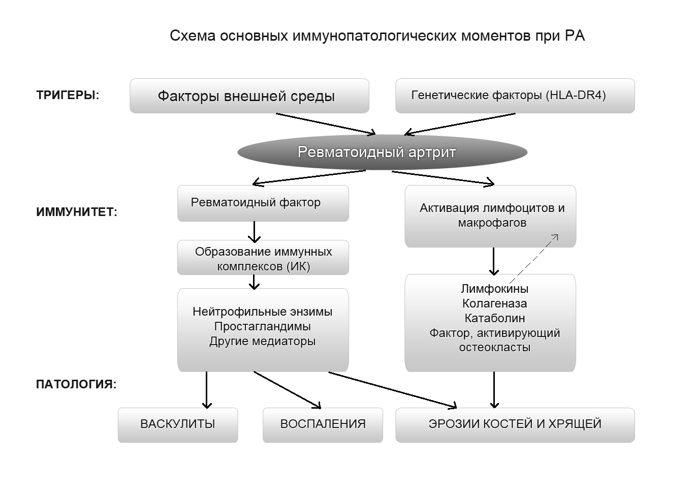 Схема основных иммунопатологических моментов при РА