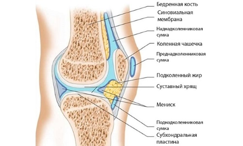 Строение колена