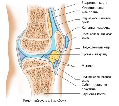 Строение колена