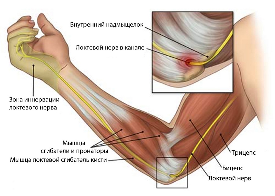Схема строения мышц руки