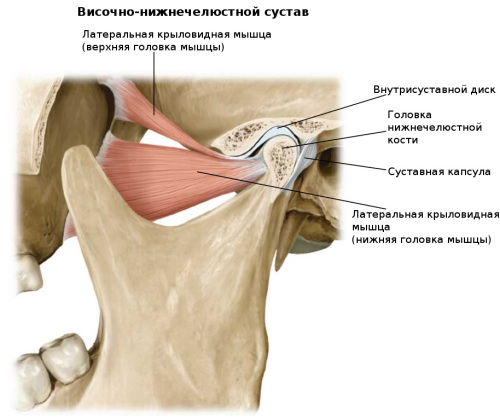 Строение челюсти