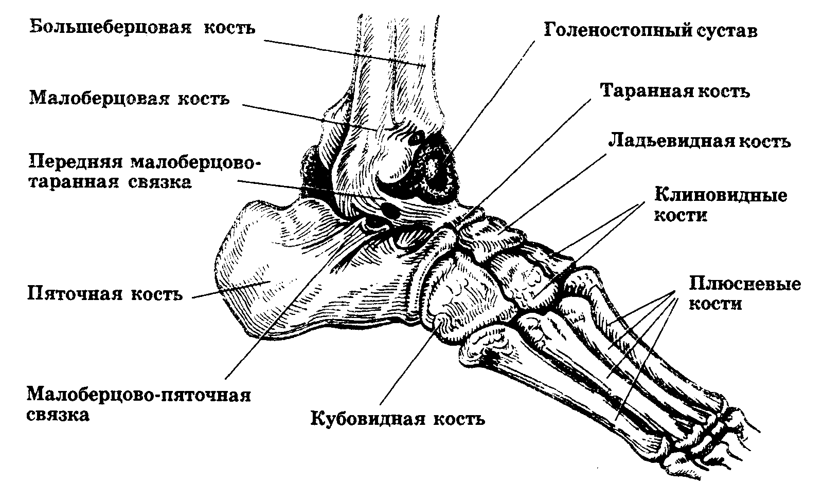 Строение голеностопного сустава
