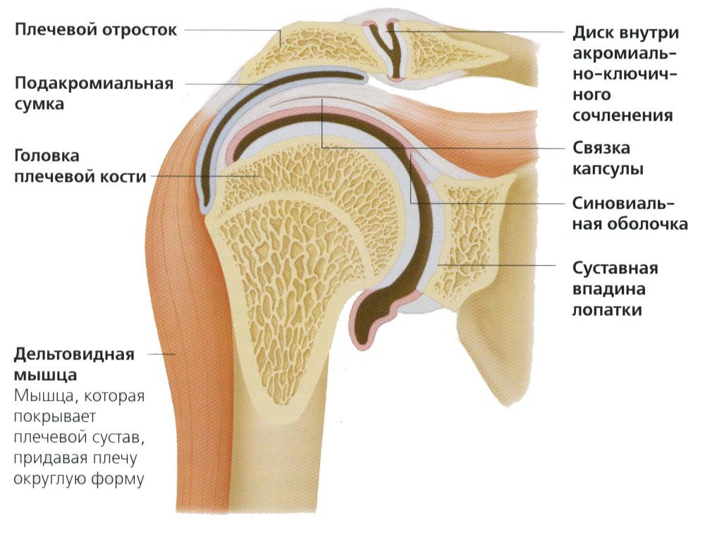 Строение плеча