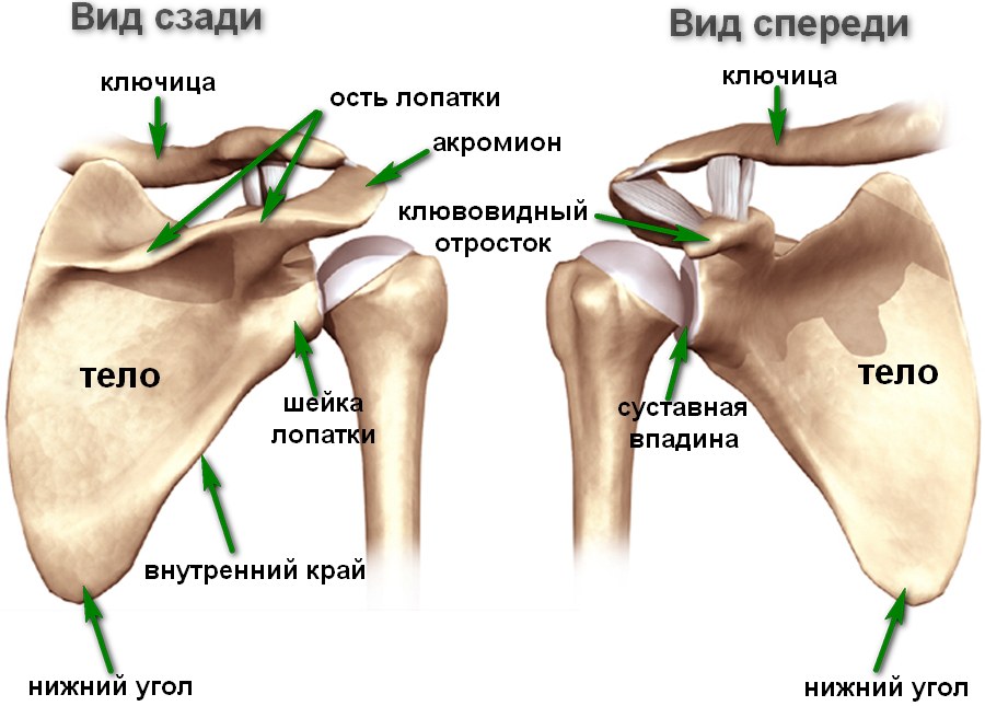 Строение плеча