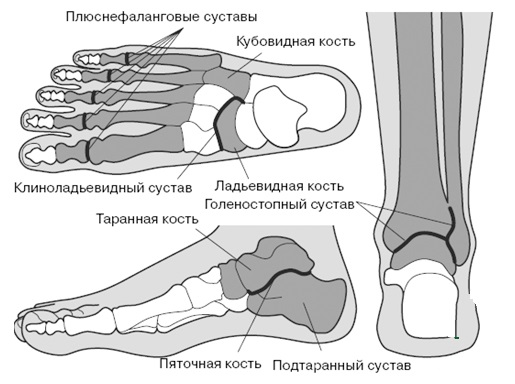Строение стопы