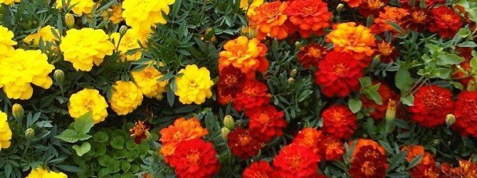1417508474_tagetes_6-670x250