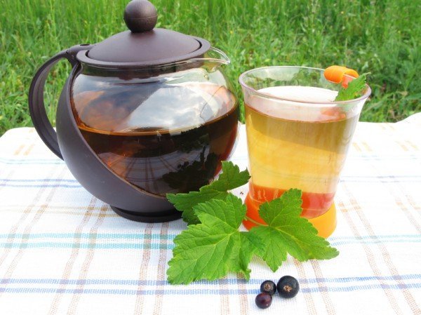 Отвар из листьев смородины