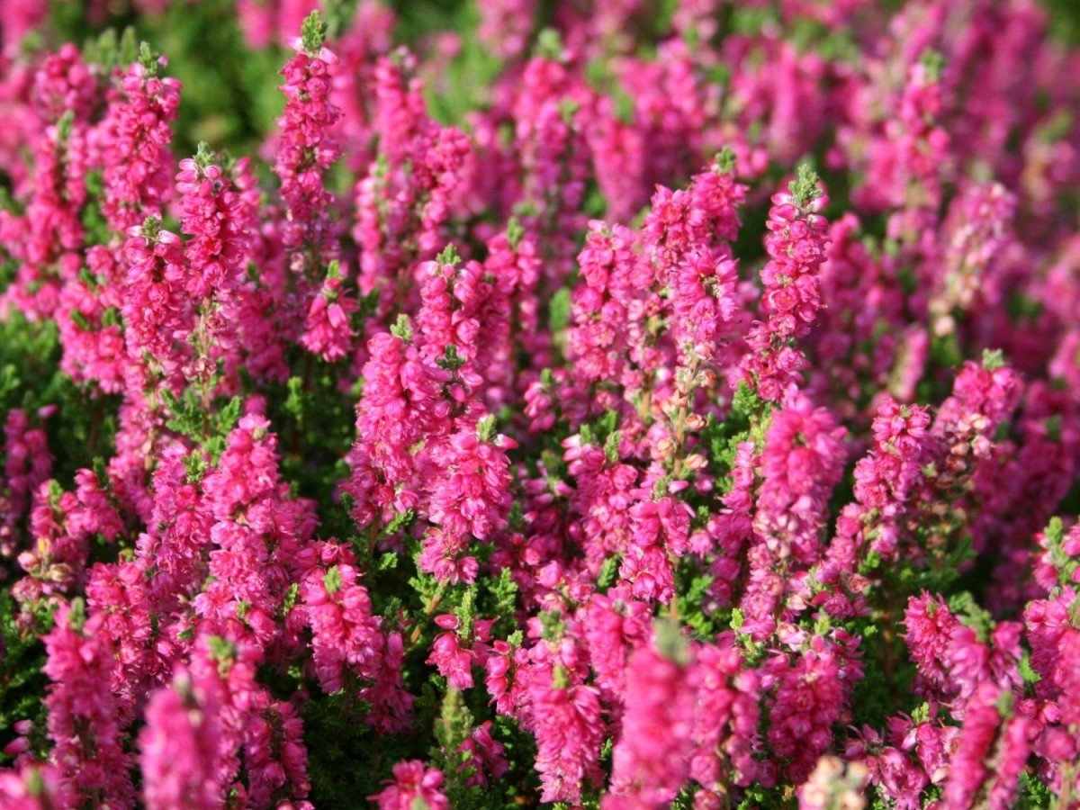 Химический состав Calluna Vulgaris