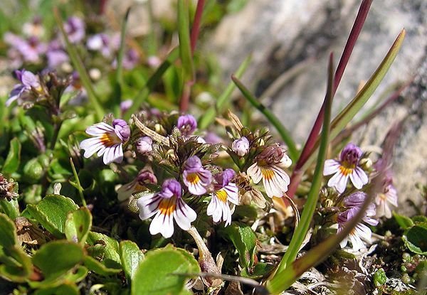 Euphrasia