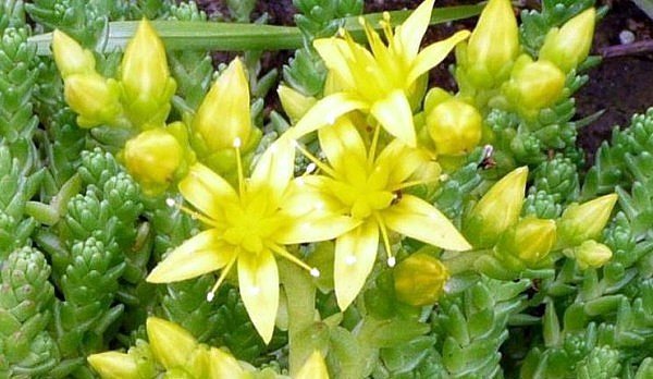 Sedum acre