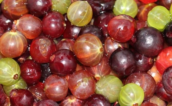 Ribes uva-crispa