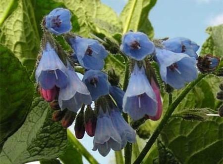 Symphytum officinale