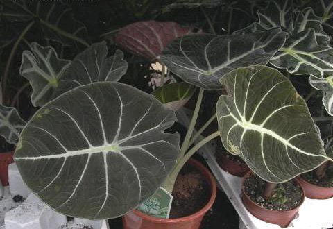 alocasia1_1