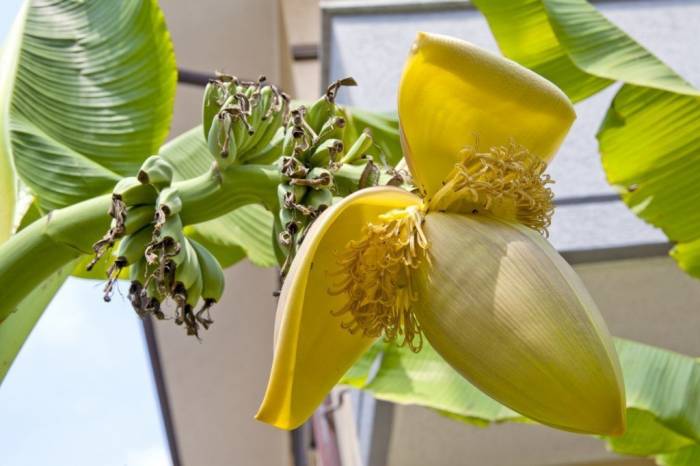 Как вырастить банан в домашних условиях?