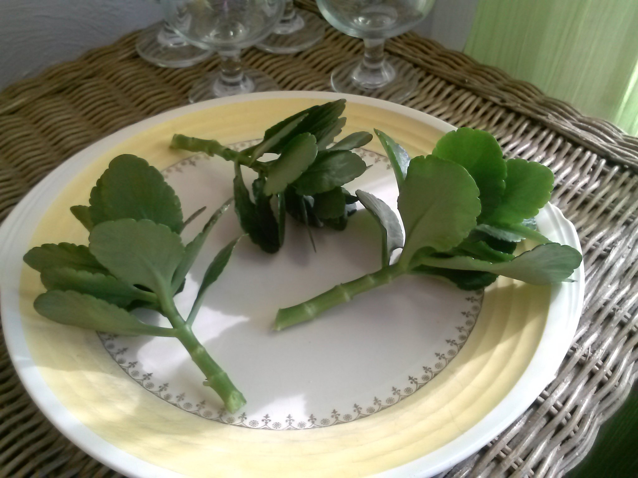 Свежие листья каланхоэ