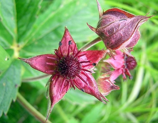 comarum palustre comarum palustre