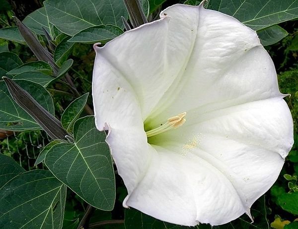 дурман обыкновенный (lat. datura)