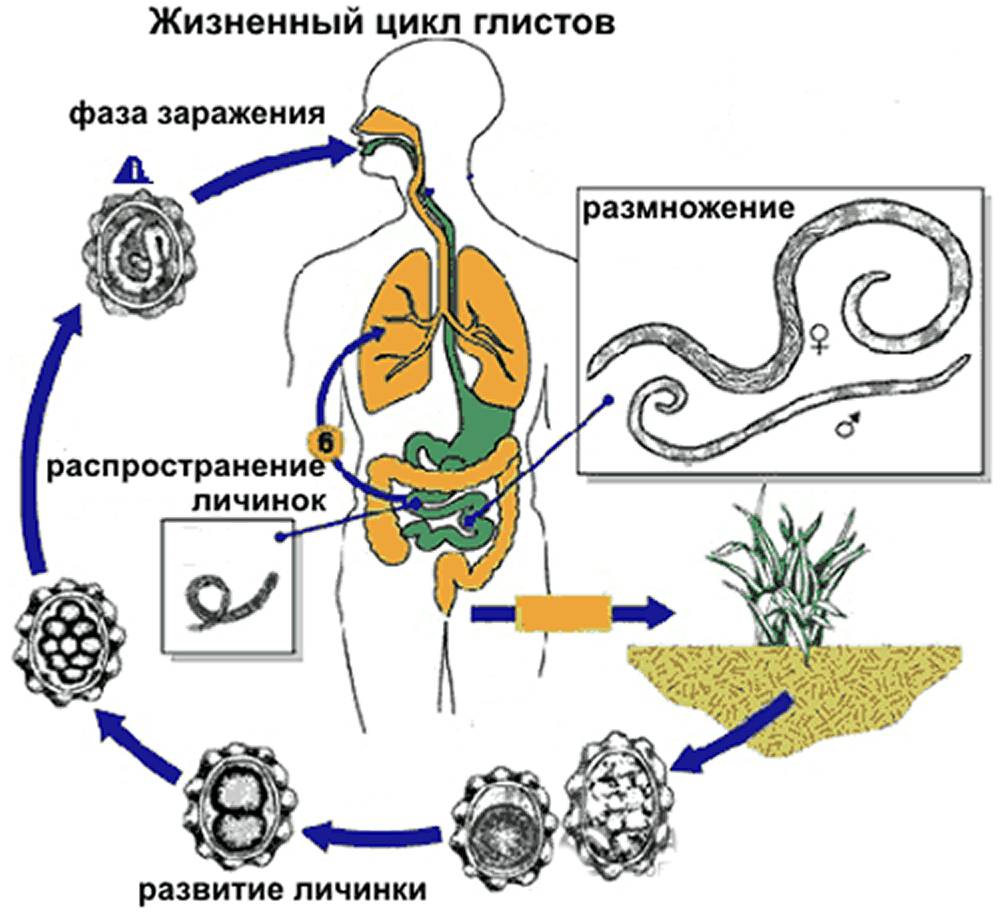 Жизненный цикл глиста