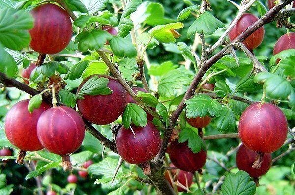 gooseberries