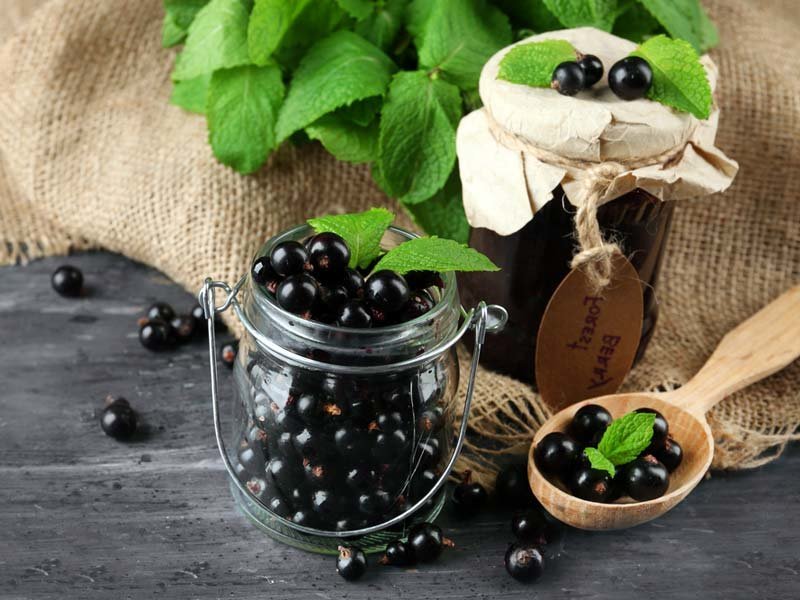 Черная смородина в народной медицине