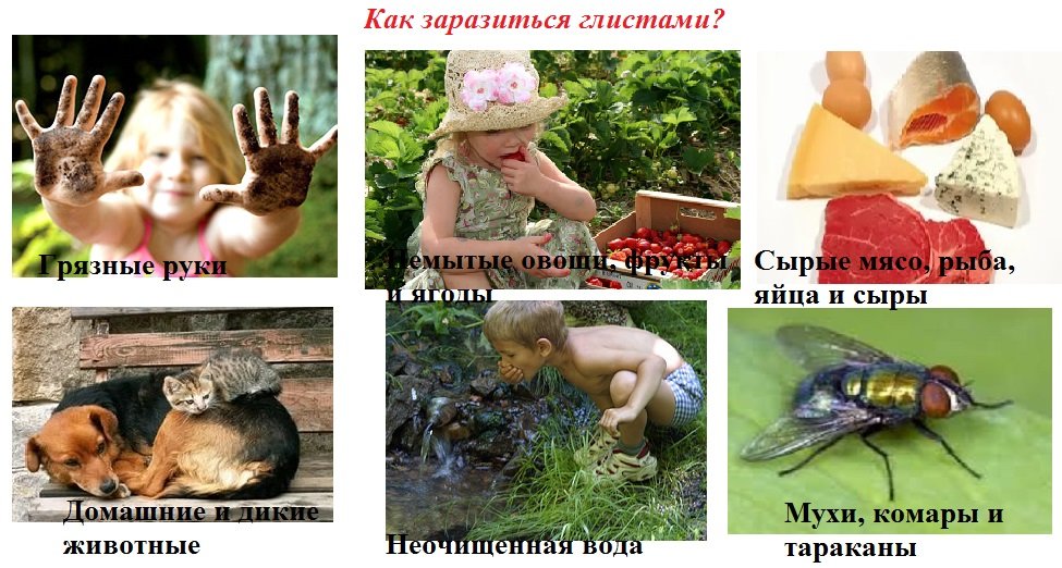 Источники заражения глистами