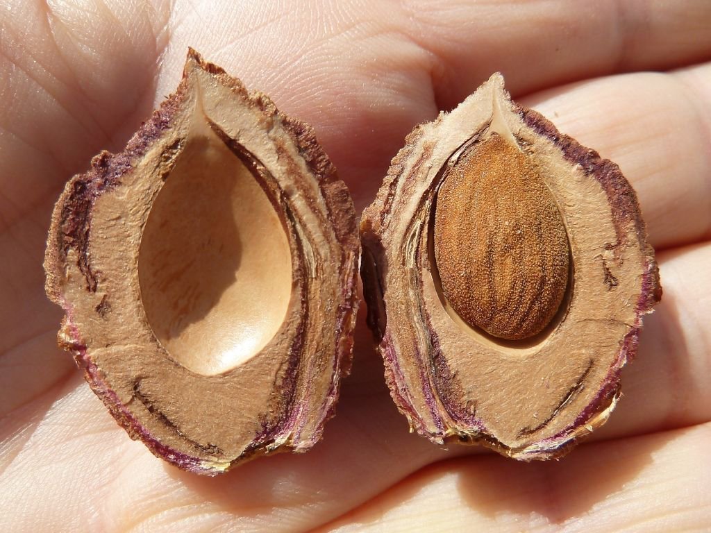 Выращивание персика из косточки