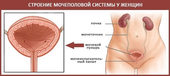 Развитие цистита у женщин