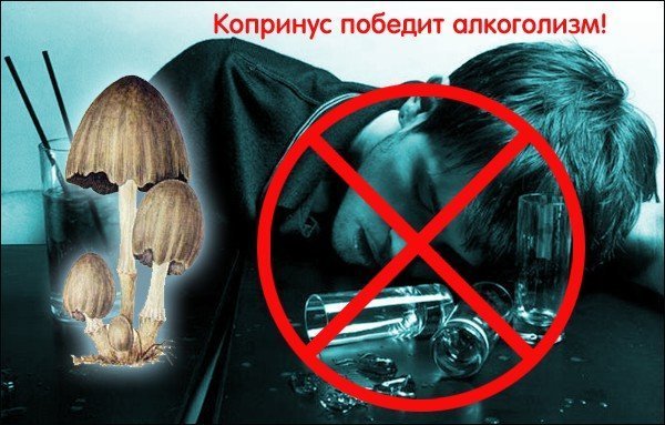копринус, гриб навозник