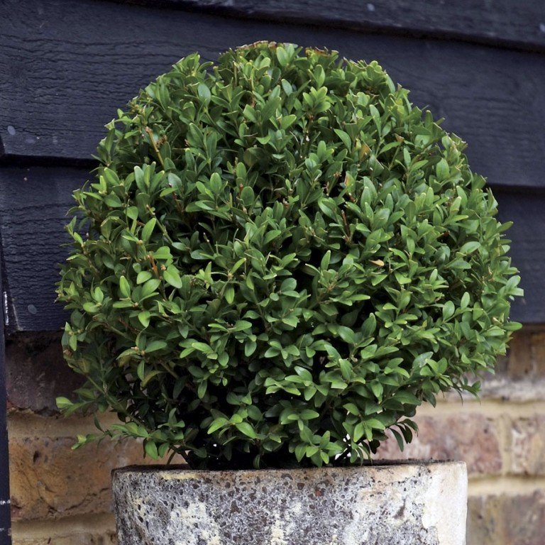 Как вырастить лавровый лист дома