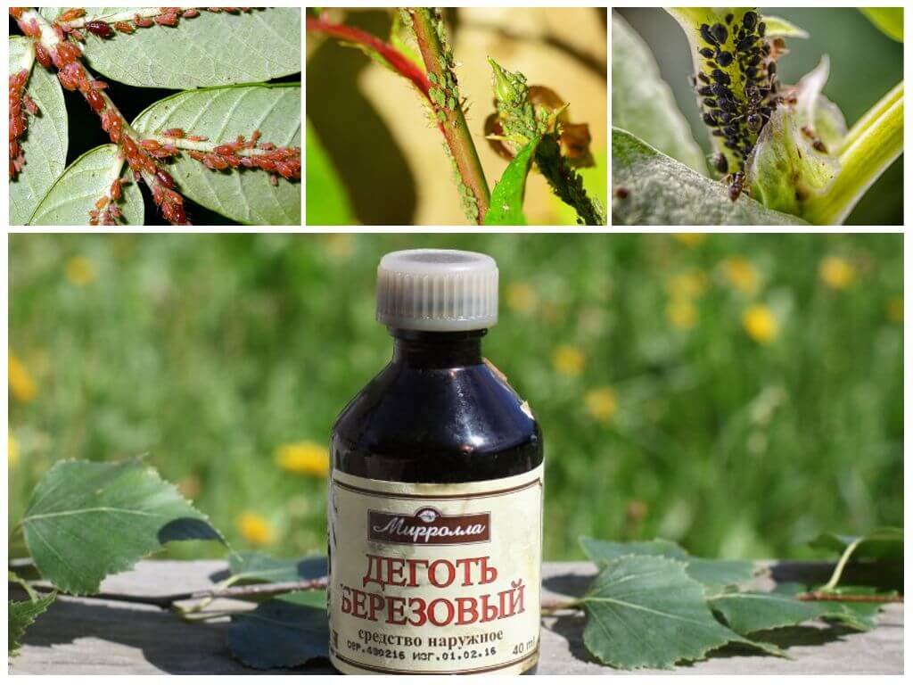 Лечение описторхоза березовым дегтем