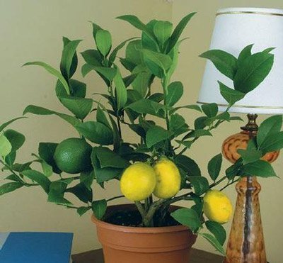 польза и вред лимона можно выращивать дома