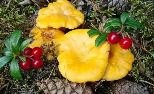 lisichki_lechebnie_svoistva_4