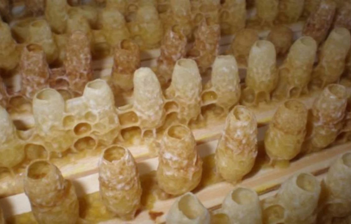 Восковые коробы с пчелиным маточным молочком