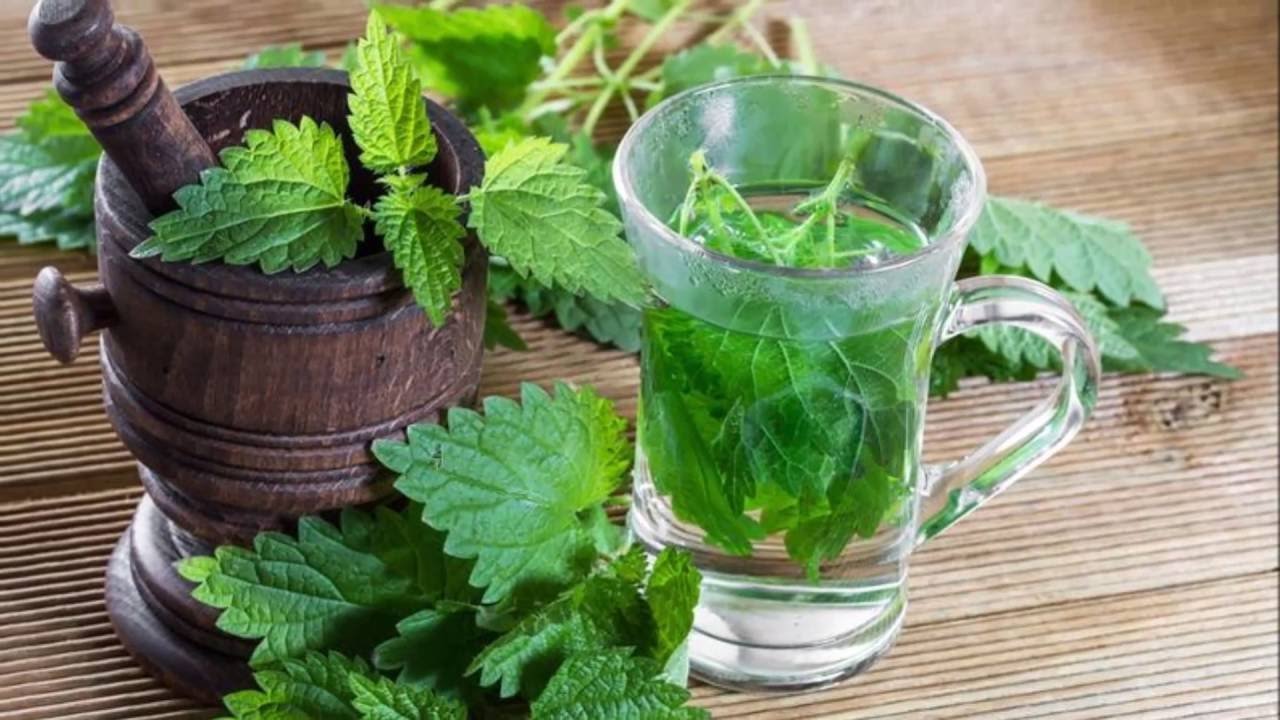 Применение крапивы