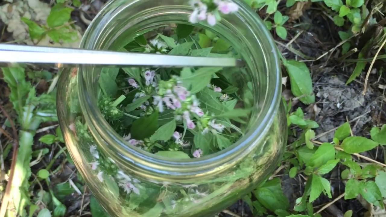 Чай из пустырника