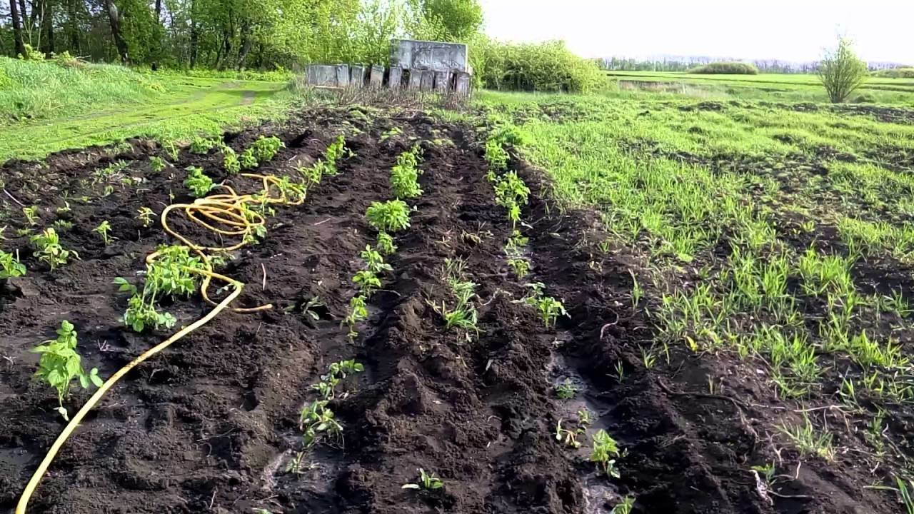 Подготовка почвы для малины
