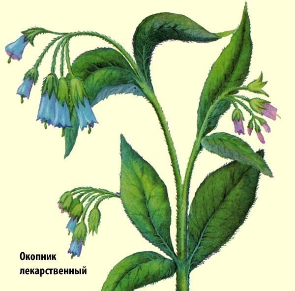 окопник