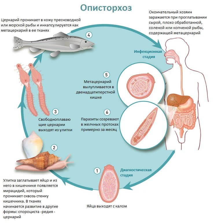 Откуда появляется описторхоз?