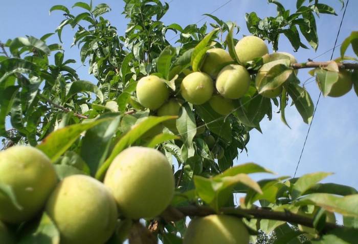 Уход за персиковым деревом