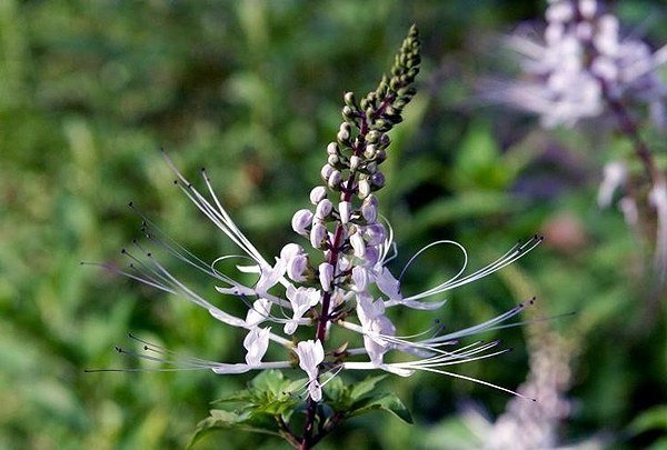 orthosiphon stamineus