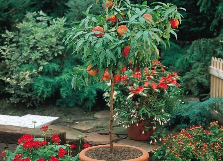 Персиковое деревце