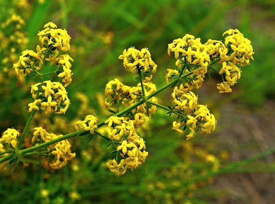 podmarennik-galium