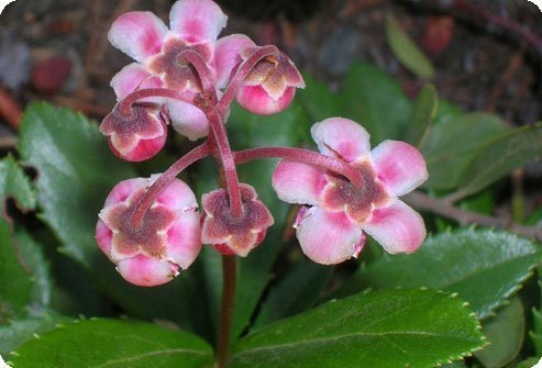 sumoljubka
